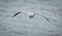 Chroicocephalus ridibundus