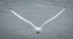 Chroicocephalus ridibundus