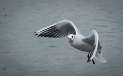 Chroicocephalus ridibundus