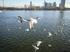 Chroicocephalus ridibundus