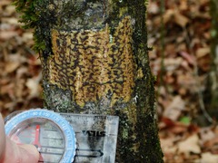 Bathelium carolinianum