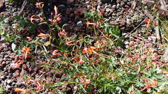 Ipomopsis aggregata formosissima