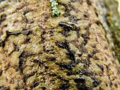 Bathelium carolinianum