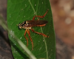 Smeryngolaphria
