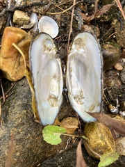Unionoidea