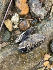 Unionoidea
