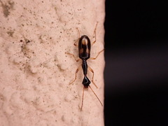 Colliuris tristigma