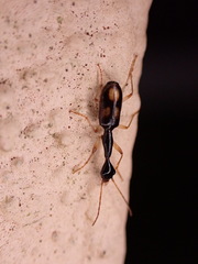 Colliuris tristigma