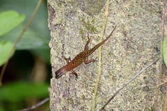 Sphenomorphus sabanus