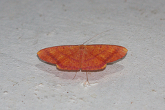 Eumelea rosalia