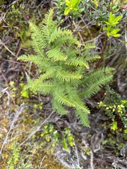 Gleichenia