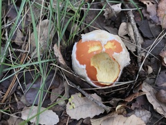 Amanita caesarea