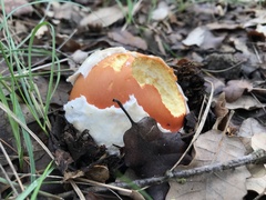 Amanita caesarea