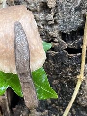 Deroceras reticulatum