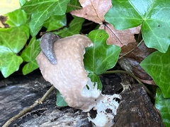 Deroceras reticulatum