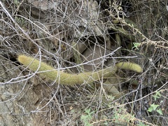 Bergerocactus emoryi
