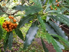 Pittosporum undulatum image