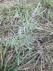 Ratibida columnifera