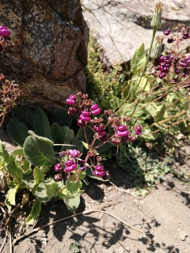 Calceolaria purpurea (Calceolaria purpurea)