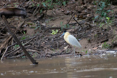 Pilherodius pileatus