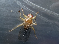 Hippoboscidae