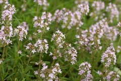 Thymus pannonicus