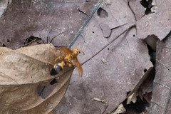 Pachymenes orellanae