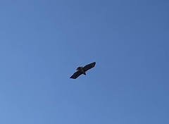 Buteo jamaicensis