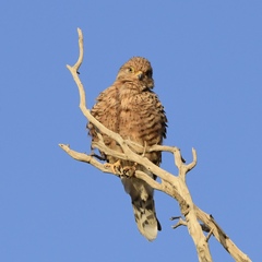Falco rupicoloides
