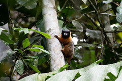 Saguinus tripartitus