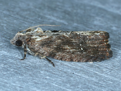 Oxysemaphora notialis