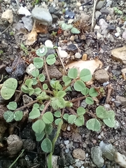 Medicago lupulina