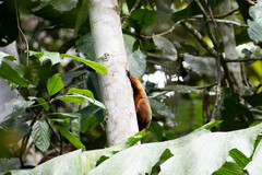Saguinus tripartitus