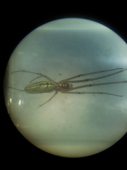 Tetragnatha pinicola