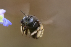 Xylocopa tabaniformis parkinsoniae