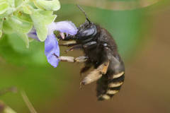 Xylocopa tabaniformis parkinsoniae