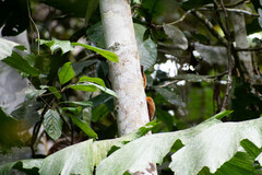 Saguinus tripartitus