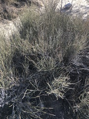 Ephedra viridis