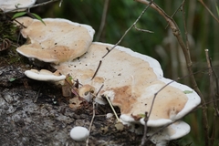Trametes aesculi