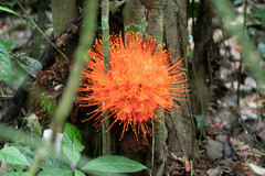 Brownea macrophylla