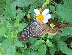 Ideopsis vulgaris macrina
