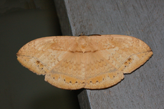 Sphingognatha asclepiades