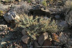 Monsonia
