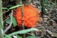 Brownea macrophylla