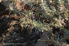 Monsonia