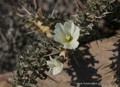 Monsonia