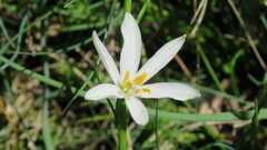 Anthericum liliago