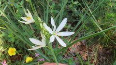 Anthericum liliago