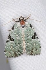 Leuconycta diphteroides