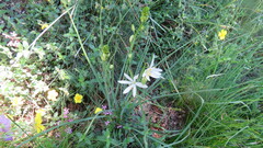Anthericum liliago